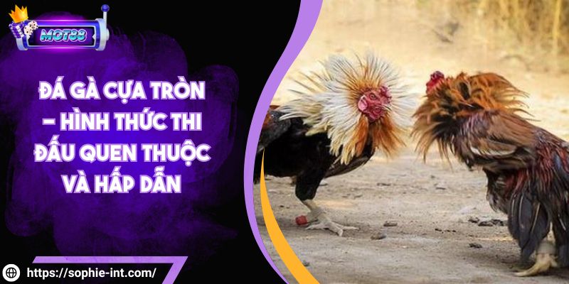 Đá Gà Cựa Tròn - Hình Thức Thi Đấu Quen Thuộc Và Hấp Dẫn